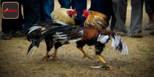 Đá Gà Cựa Sắt - Chi Tiết Luật Chơi Cho Bet Thủ Bsport