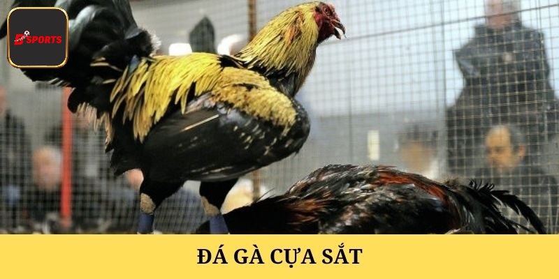 Định nghĩa chuẩn nhất về kiểu đá gà này