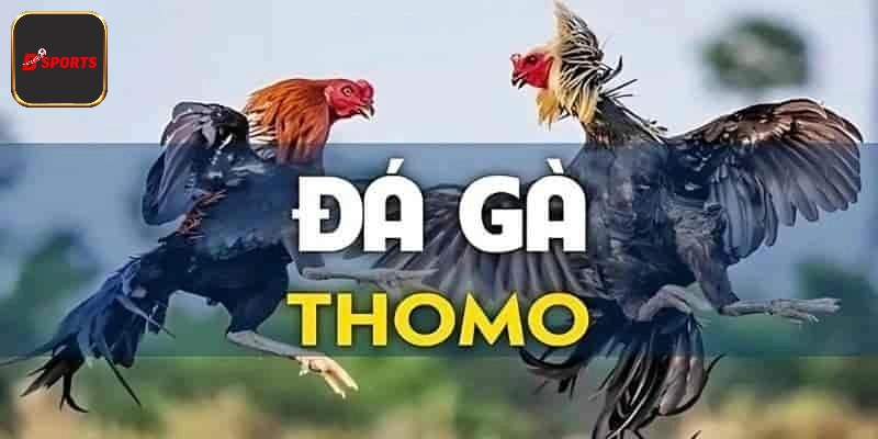Nắm được lịch sử kết quả của từng trận
