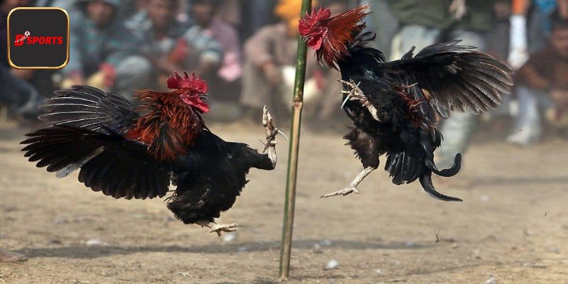 Thắng thua phân định trong đá gà Thomo